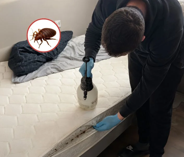 Technicien traitant un matelas contre les punaises de lit à Gif-sur-Yvette